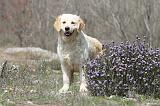 GOLDEN RETRIEVER 439